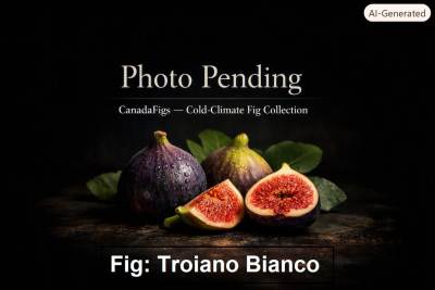Troiano Bianco Fig